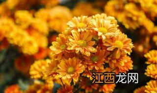 山上采的野菊花能直接泡水喝吗