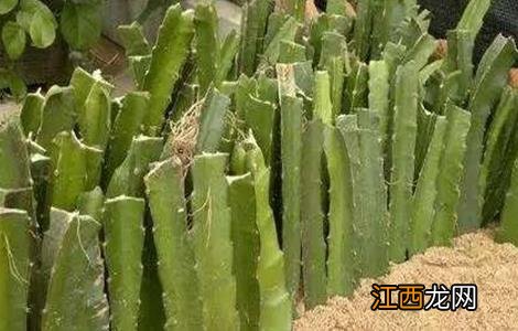 火龙果的繁殖方法