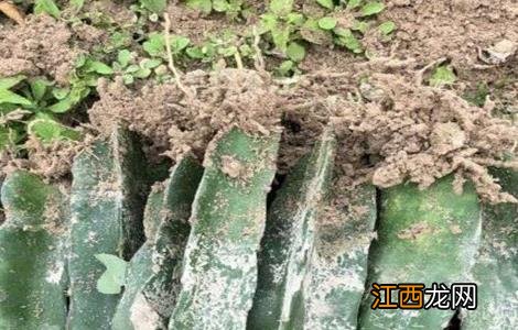 火龙果的繁殖方法