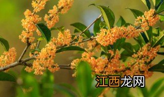 养桂花树要注意什么 养桂花树要注意什么问题