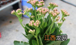 长寿花控光的正确做法图片 长寿花控光的正确做法