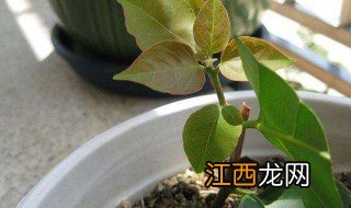 三角梅扦插生根最快方法 三角梅如何扦插