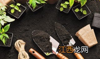 沉香树能在河南种植吗 沉香树在河南能种吗