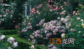 东北适宜种植玫瑰吗视频 东北适宜种植玫瑰吗