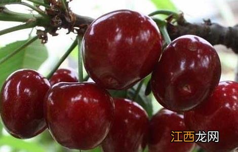 车厘子的成熟时间