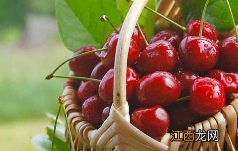 车厘子的成熟时间