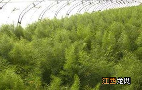 茴香的种植管理技术