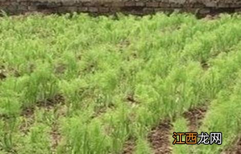 茴香的种植管理技术