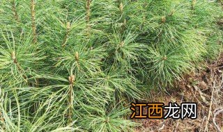 南方适宜种植红松吗 南方适宜种植红松吗还是绿松