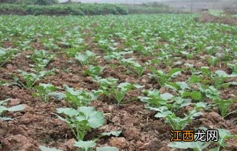 油菜春季田间管理技术