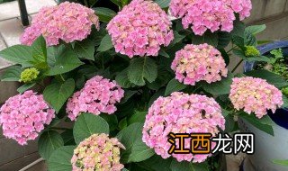 怎样养植绣球花 绣球花怎么养才长得好