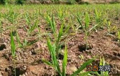 生姜的苗期管理要点