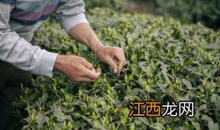 龙井属于什么茶类 西湖龙井属于什么茶类
