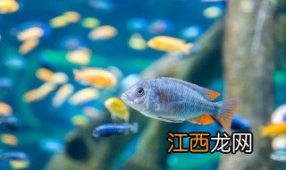 淡水鱼怎么养 饥荒淡水鱼怎么养