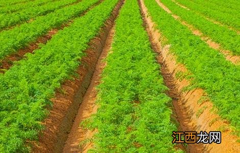 胡萝卜怎么施肥