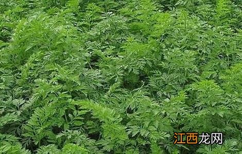 胡萝卜怎么施肥