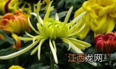 菊花开完花后怎么处理明年还长 菊花开完花后怎么修剪