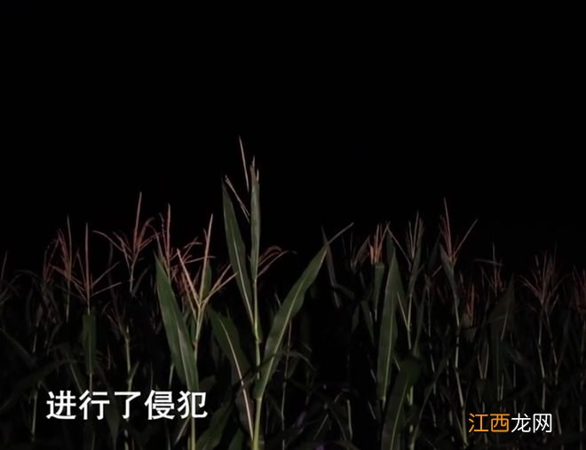 2020年男子为寻求“刺激”,深夜潜入留守妇女家,十多人被其侵犯