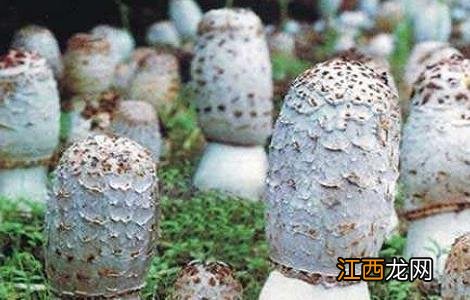 2018种一亩鸡腿菇赚多少钱及种植前景