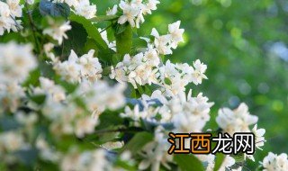 茉莉茶什么季节喝 茉莉茶什么季节喝好