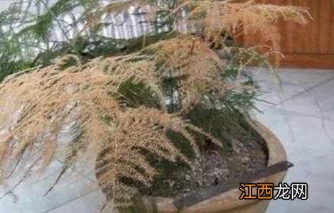 文竹叶片发黄原因及处理方法