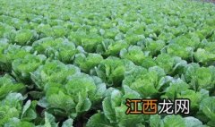 白菜什么时候捆扎最好 白菜什么时候捆扎