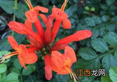 凌霄花的功效与禁忌，凌霄花图片