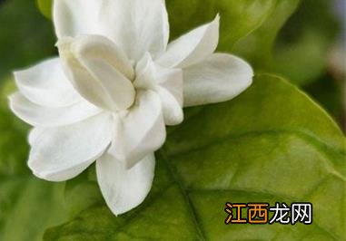 茉莉花施肥方法，用什么肥好