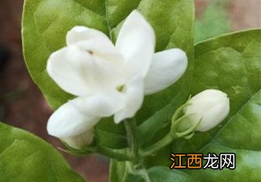 茉莉花施肥方法，用什么肥好