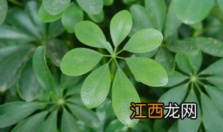 鸭掌木树怎么养才长得好 鸭掌木植物怎么养