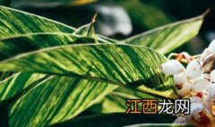 花叶水葱图片 花叶水葱介绍