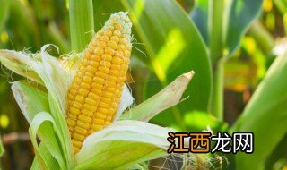 冰箱玉米煮多久会熟透 玉米煮多久会熟透