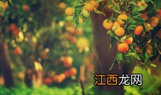 中秋节橘子代表什么，中秋节橘子代表什么寓意