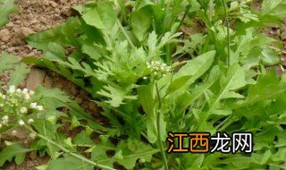 野荠菜有几种 野荠菜有多少种