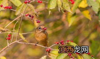 火燕鸟吃什么饲料 火燕鸟饲养方法