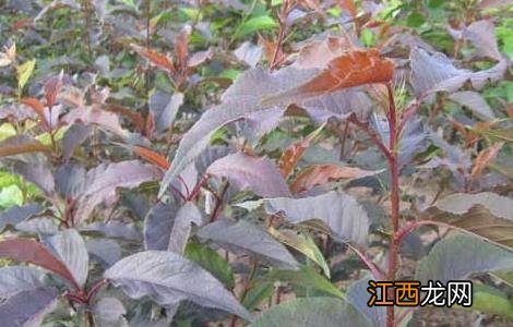 海棠幼苗价格及种植方法