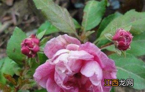 海棠幼苗价格及种植方法