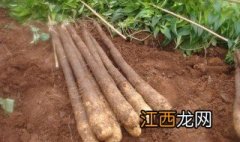 淮山的种植方法视频 淮山的种植方法