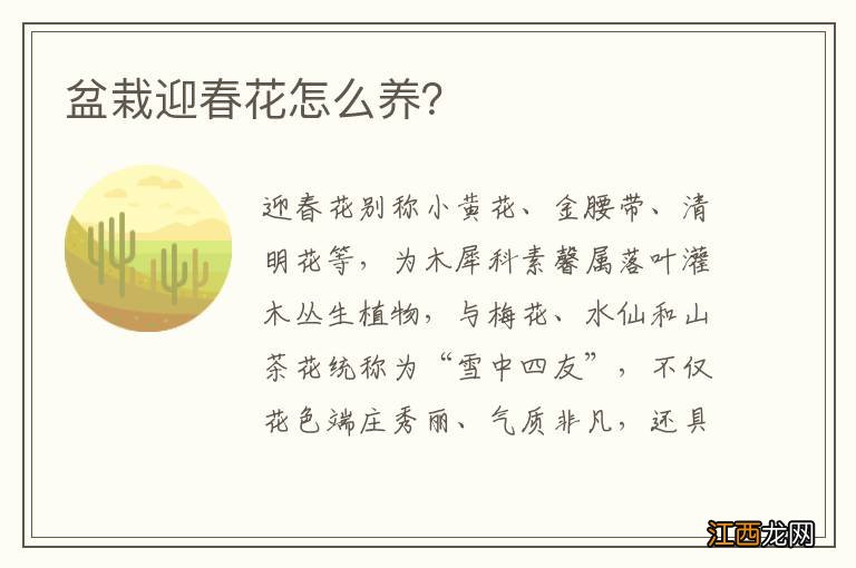 盆栽迎春花怎么养？