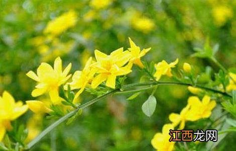 盆栽迎春花怎么养？