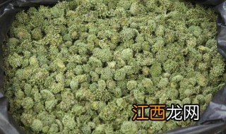 三七晒干泡水正确方法 三七晒干泡水正确方法视频