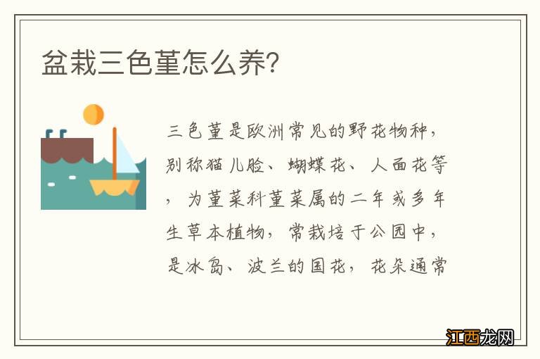 盆栽三色堇怎么养？