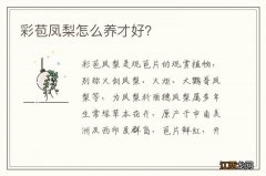 彩苞凤梨怎么养才好？