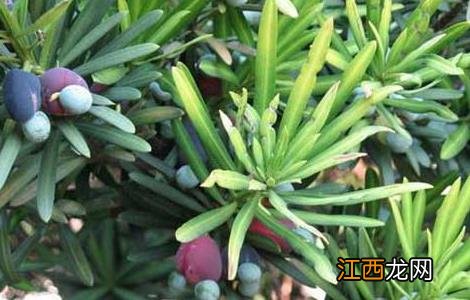 罗汉松怎么繁殖?