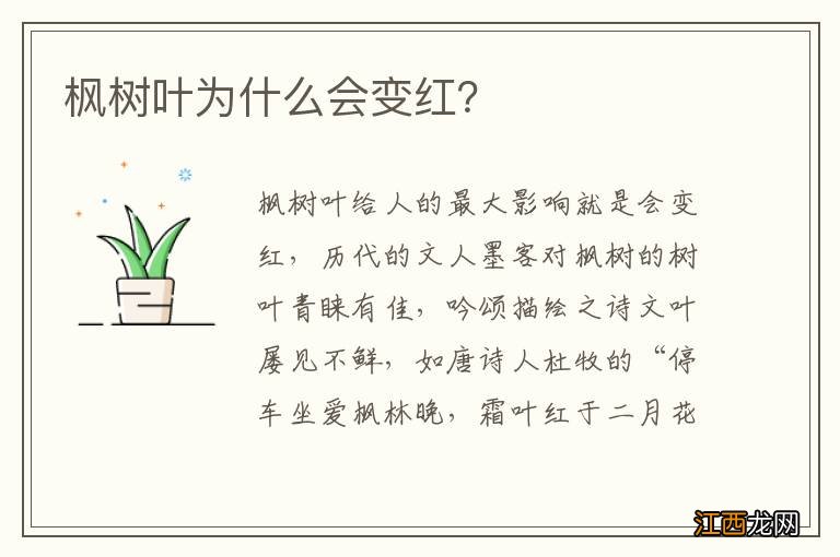 枫树叶为什么会变红？