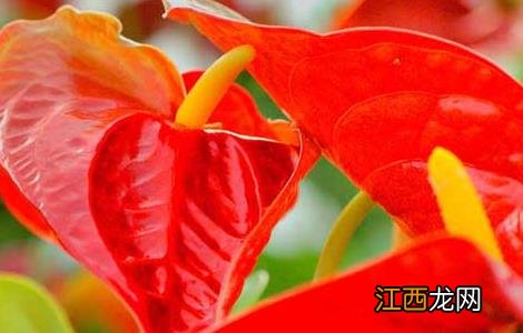 红掌的花语是什么？