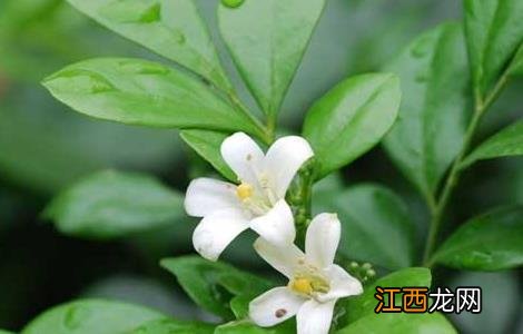 茉莉花有毒吗？