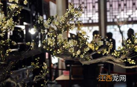 腊梅花盆景的制作和养护