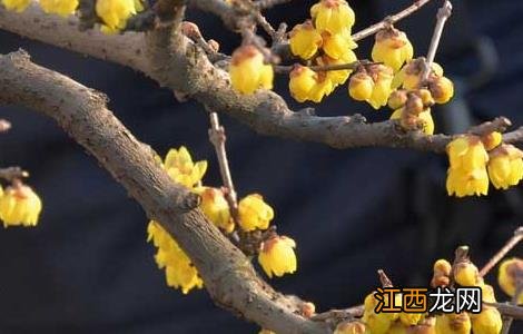 腊梅花盆景的制作和养护