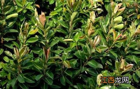 橡皮树的养殖方法